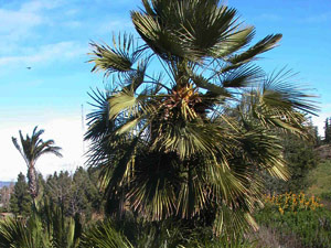 Vivers Càrex - Chamaerops humilis 